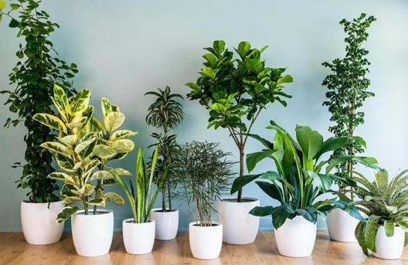 Trông cây, loại nước tốt cho cây, cây cảnh