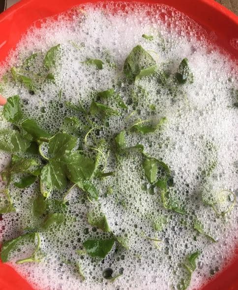 cây chùm bao, rau chùm bao, rau rừng, kiến thức 