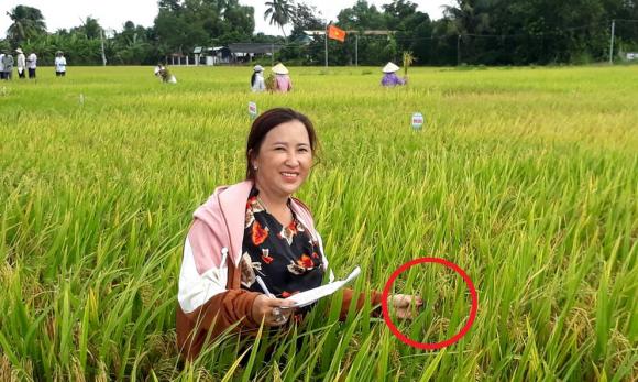 trồng lúa, trồng lúa ngả theo chiều gió, làm giàu từ nghề nông, kiến thức