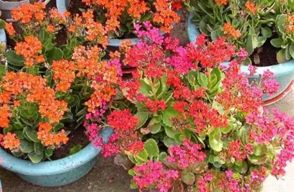 trồng hoa, hoa giấy, trồng hoa trong nhà