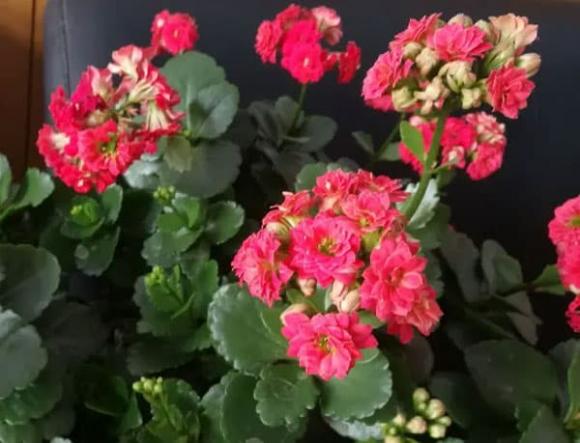 trồng hoa, hoa giấy, trồng hoa trong nhà