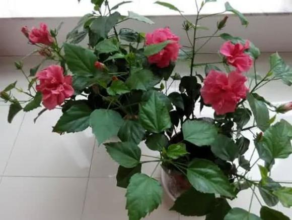 trồng hoa, hoa giấy, trồng hoa trong nhà
