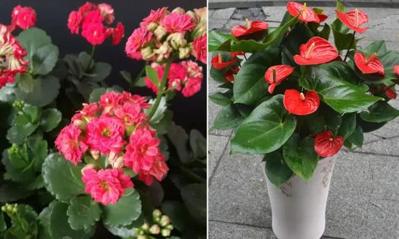 hoa giấy, kỹ thuật trồng hoa giấy, kiến thức