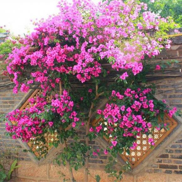 hoa giấy, trồng hoa, trồng cây hoa