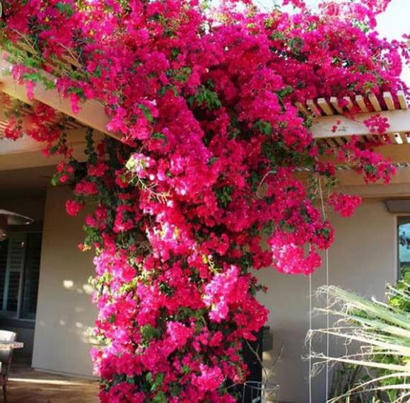 hoa giấy, trồng hoa, trồng cây hoa