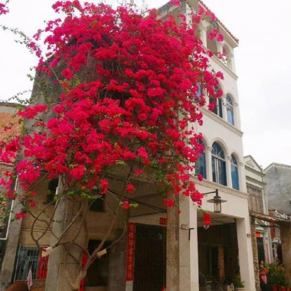 hoa giấy, trồng hoa, trồng cây hoa