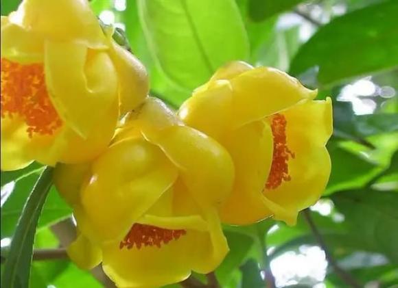 Hoa trà vàng, hoa trà, hoa vàng thực vật