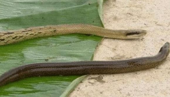 Lươn, rắn, tại sao rắn sợ lươn