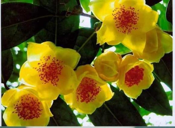 Hoa trà vàng, hoa trà, hoa vàng thực vật