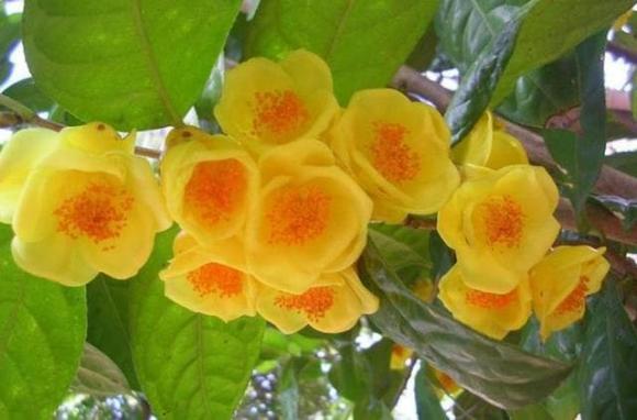 Hoa trà vàng, hoa trà, hoa vàng thực vật