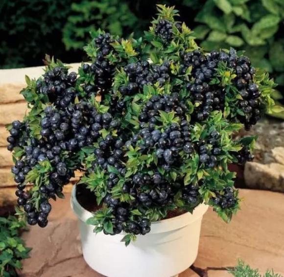 trồng cây việt quất