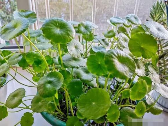 cây cảnh, trồng hoa, trồng cây cảnh 