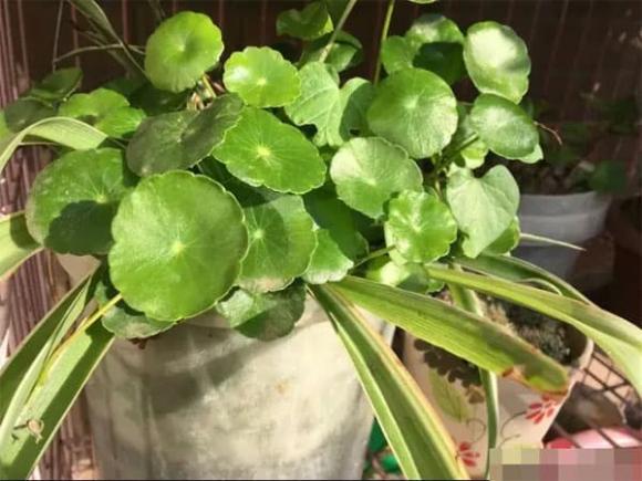 cây cảnh, trồng hoa, trồng cây cảnh 