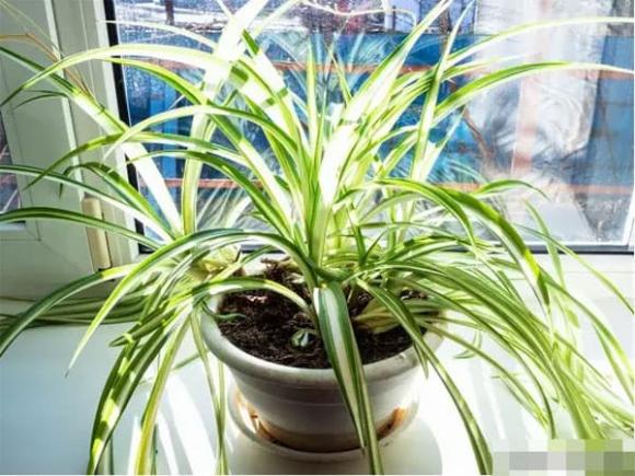 cây cảnh, trồng hoa, trồng cây cảnh 
