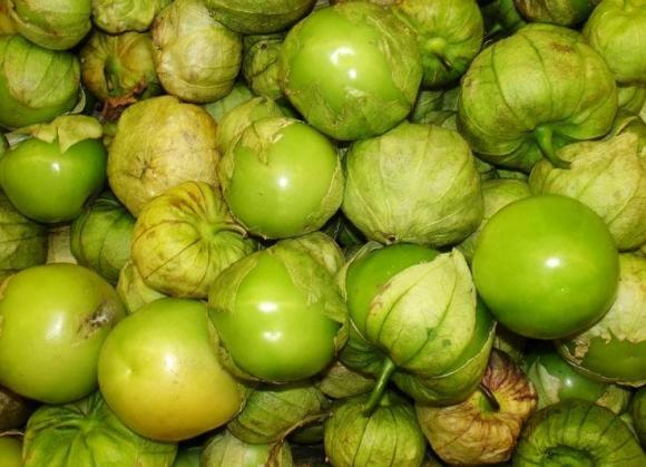 tầm bóp, công dụng của tầm bóp, bán quả tầm bóp, kiến thức 