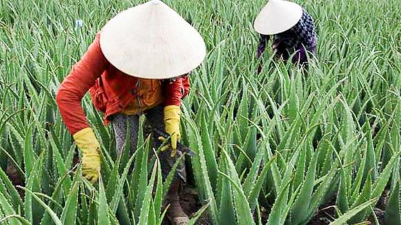 nha đam, trồng cây nha đam, kiến thức 