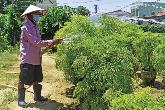đinh lăng, đinh lăng ngâm rượu, sức khỏe 