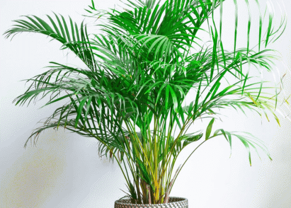 trồng cây, người giàu trồng cây, trồng cây gì, kiến thức 