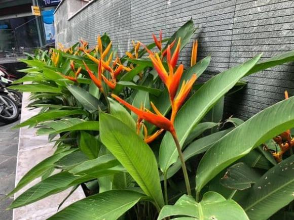 trồng cây, người giàu trồng cây, trồng cây gì, kiến thức 