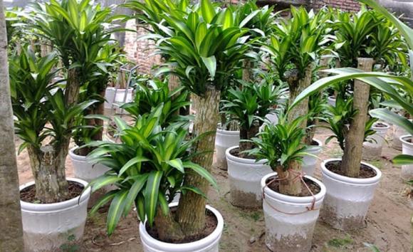 trồng cây, người giàu trồng cây, trồng cây gì, kiến thức 