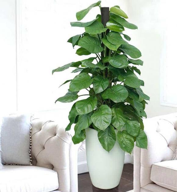 trồng cây, người giàu trồng cây, trồng cây gì, kiến thức 
