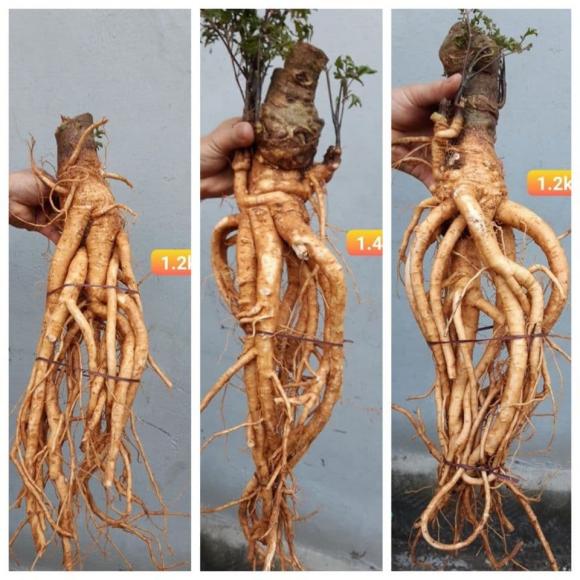 đinh lăng, đinh lăng ngâm rượu, sức khỏe 