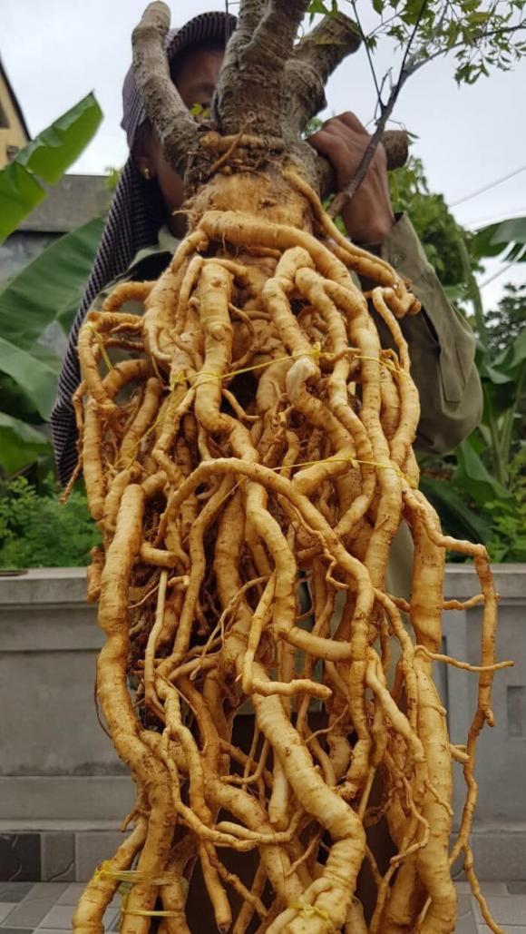 đinh lăng, đinh lăng ngâm rượu, sức khỏe 