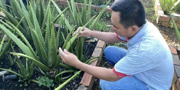 nha đam, trồng cây nha đam, kiến thức 