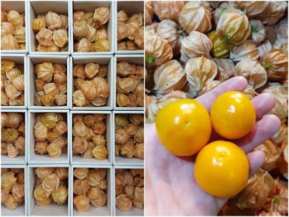 tầm bóp, công dụng của tầm bóp, bán quả tầm bóp, kiến thức 