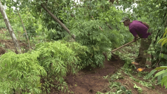 đinh lăng, đinh lăng ngâm rượu, sức khỏe 