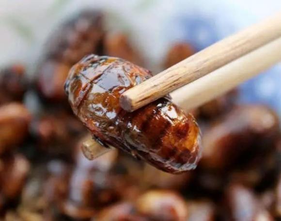 khỉ ve sầu, ve sầu