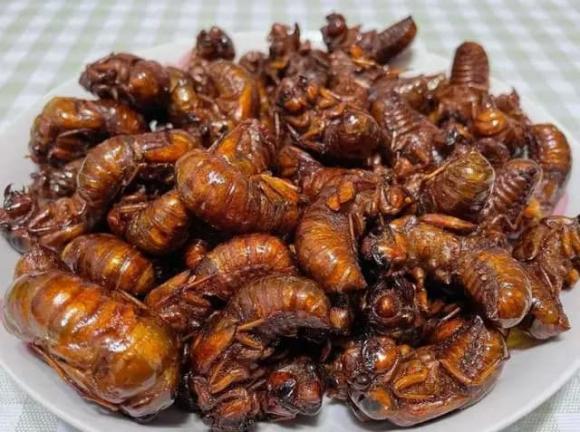 khỉ ve sầu, ve sầu