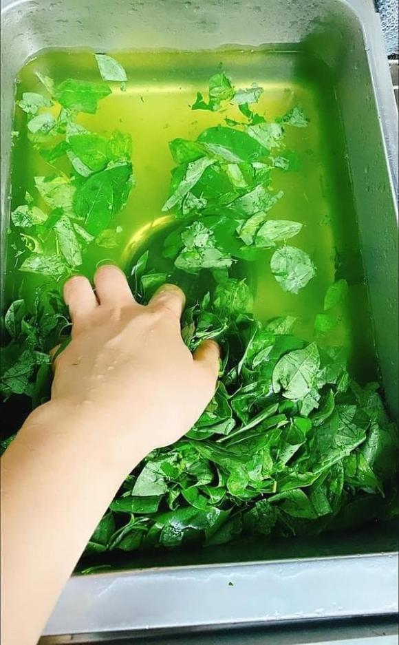 rau ngót, vò rau ngót, kiến thức 