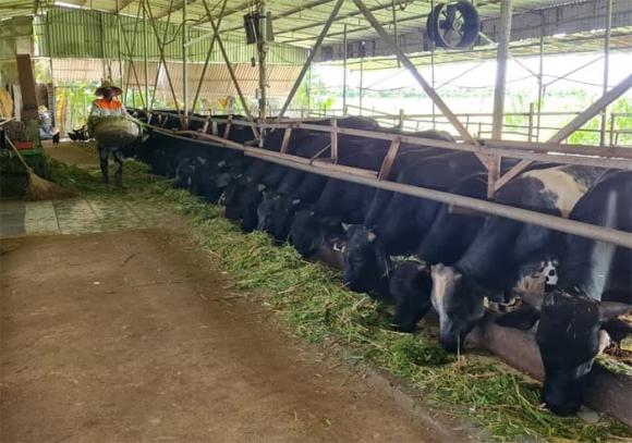 Tỷ phú nông dân, bò 3B, bỏ việc về quê làm nông dân