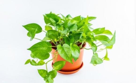 Trắc nghiệm tâm lý