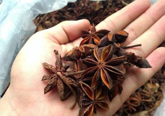 Hoa hồi, Gia vị, kiến thức
