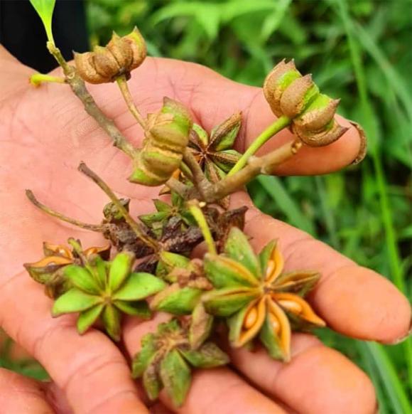 Hoa hồi, Gia vị, kiến thức
