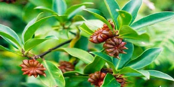 Hoa hồi, Gia vị, kiến thức