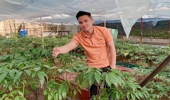 sâm ngọc linh, trồng sâm ngọc linh, giá bán sâm ngọc linh, kiến thức 