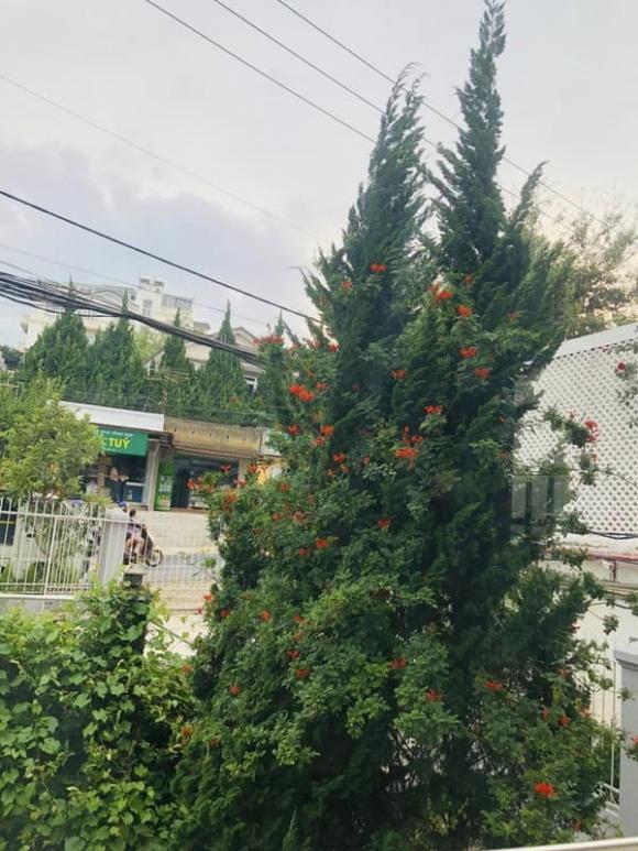 Ca sĩ vy oanh, biệt thự của vy oanh, sao việt