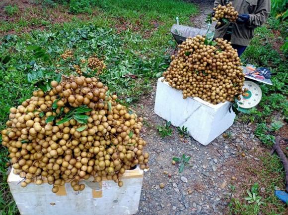 cây nhãn, thúc nhãn ra trái sớm, nhãn trái mùa  