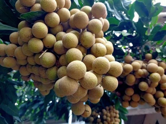 cây nhãn, thúc nhãn ra trái sớm, nhãn trái mùa  