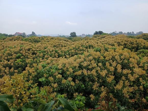 cây nhãn, thúc nhãn ra trái sớm, nhãn trái mùa  