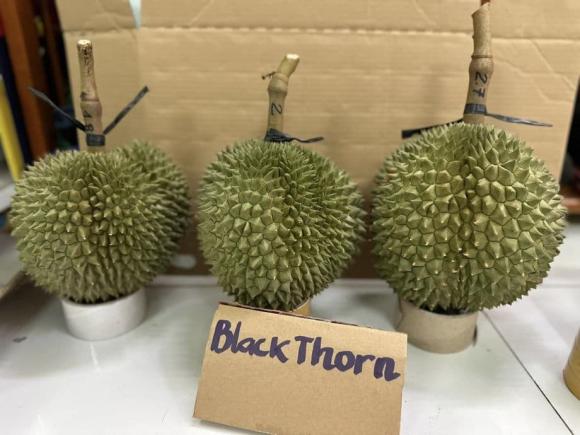 Sầu riêng Black Thorn, sầu riêng đắt nhất Việt Nam