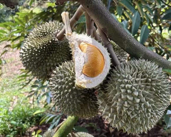 Sầu riêng Black Thorn, sầu riêng đắt nhất Việt Nam