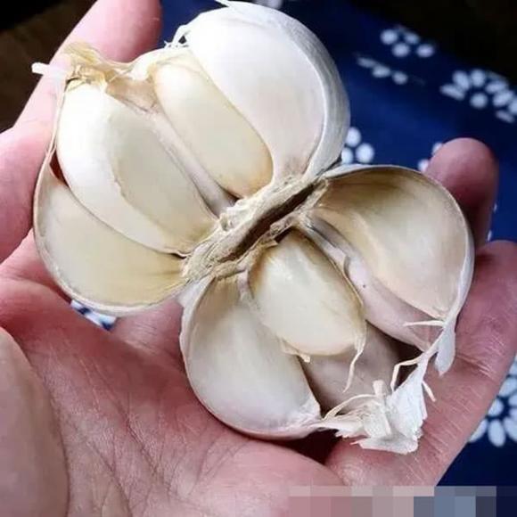 vỏ tỏi, củ tỏi, mẹo vặt gia đình