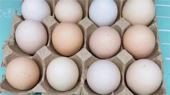 bảo quản trứng, tủ lạnh
