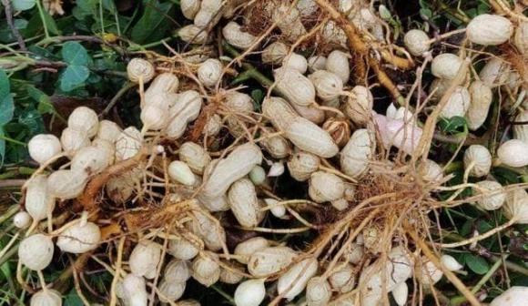 lạc luộc, luộc lạc, đậu phộng, dạy nấu ăn