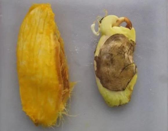 ươm cây, hạt giống, trồng cây 