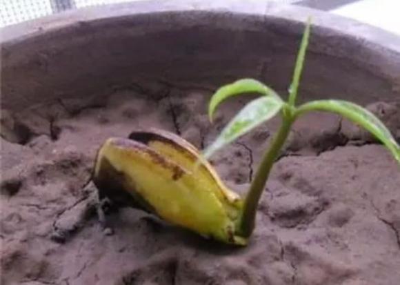 ươm cây, hạt giống, trồng cây 